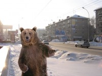 bear